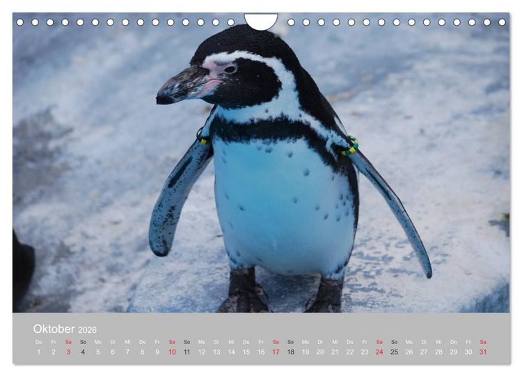 Produktbild: Pinguine 2026 (Wandkalender 2026 DIN A4 quer), CALVENDO Monatskalender