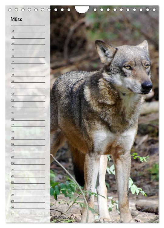 Produktbild: Der Wolf - Isegrim in den heimischen W&auml;ldern - Kalender 2026 (Wandkalender 2026 DIN A4 hoch), CALVENDO Monatskalender