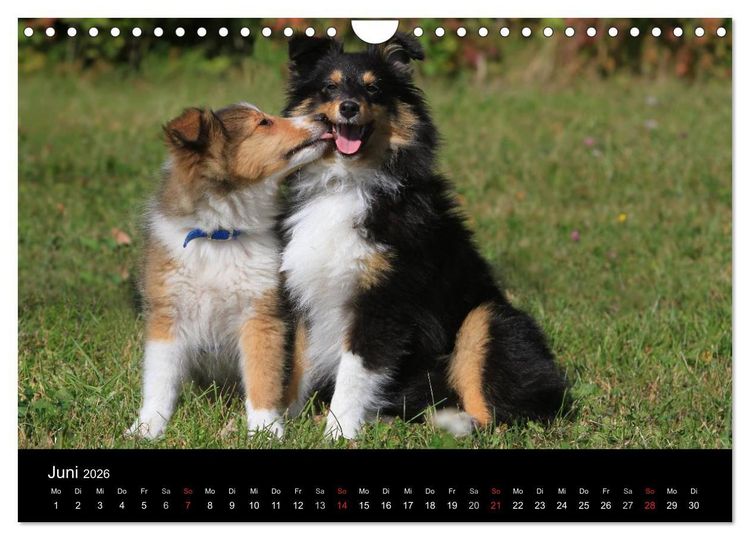 Produktbild: Shelties 2026 (Wandkalender 2026 DIN A4 quer), CALVENDO Monatskalender