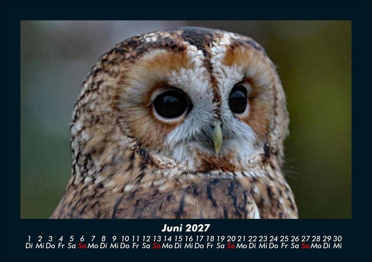 Produktbild: Tierkalender 2027 Fotokalender DIN A5