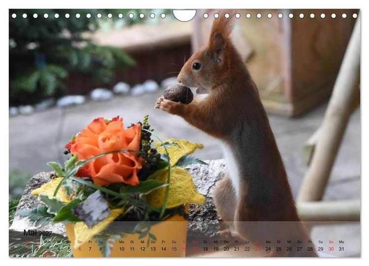 Produktbild: Spa&szlig; mit Eichh&ouml;rnchen! (Wandkalender 2027 DIN A4 quer), CALVENDO Monatskalender