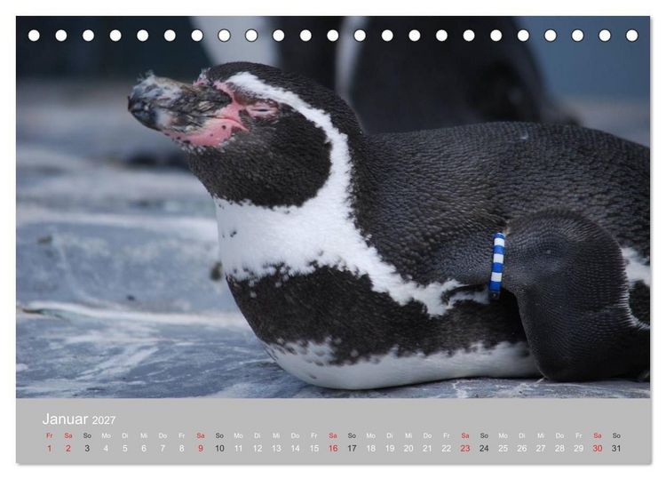 Produktbild: Pinguine 2027 (Tischkalender 2027 DIN A5 quer), CALVENDO Monatskalender