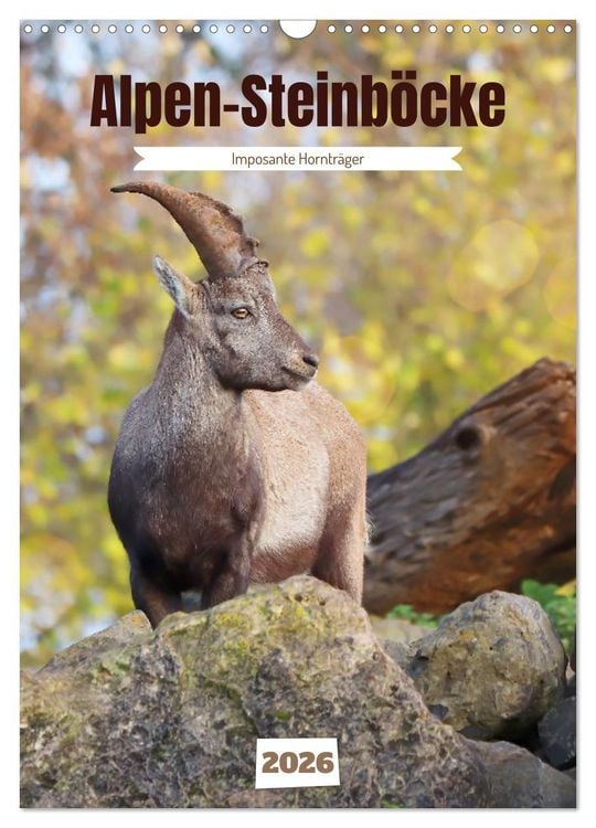 Produktbild: Alpen-Steinb&ouml;cke, imposante Horntr&auml;ger (Wandkalender 2026 DIN A3 hoch), CALVENDO Monatskalender