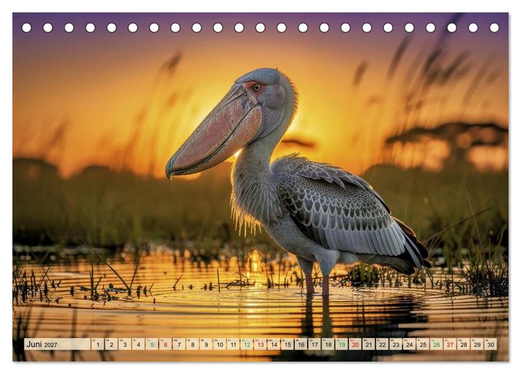 Produktbild: Schuhschnabel Vogel (Tischkalender 2027 DIN A5 quer), CALVENDO Monatskalender
