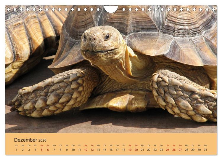 Produktbild: Landschildkr&ouml;ten (Wandkalender 2026 DIN A4 quer), CALVENDO Monatskalender
