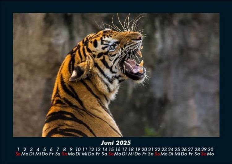 Produktbild: Tiger 2025 Fotokalender DIN A5