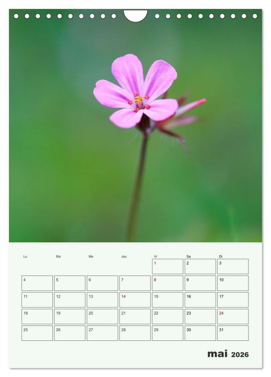 Produktbild: Fleurs en toute simplicit&eacute; - Beaut&eacute; minimaliste (Calendrier mural 2026 DIN A4 horizontal), CALVENDO calendrier mensuel