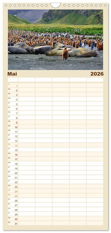 Produktbild: Familienplaner 2026 - Im Reich der Pinguine mit 5 Spalten (Wandkalender, 21 x 45 cm) CALVENDO