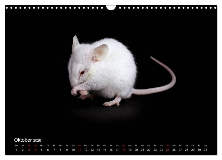 Produktbild: S&uuml;&szlig;e M&auml;use und Coole Ratten (Wandkalender 2026 DIN A3 quer), CALVENDO Monatskalender