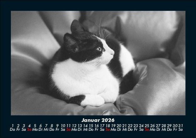 Produktbild: F&uuml;r Katzenfreunde 2026 Fotokalender DIN A5