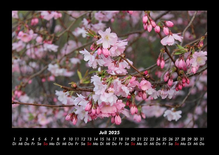 Produktbild: Blumenkalender 2025 Fotokalender DIN A3
