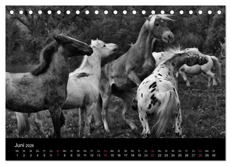 Produktbild: Pferde 2026 Wild Thing (Tischkalender 2026 DIN A5 quer), CALVENDO Monatskalender