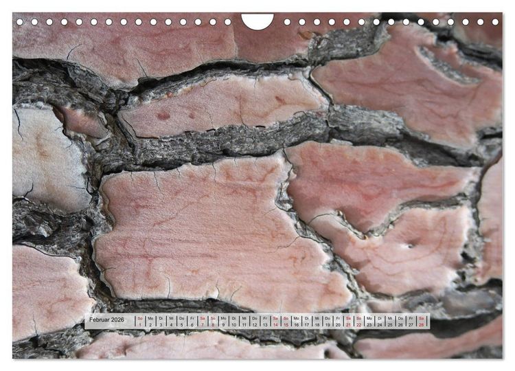 Produktbild: organische Strukturen Abstrakte Formen der Natur (Wandkalender 2026 DIN A4 quer), CALVENDO Monatskalender