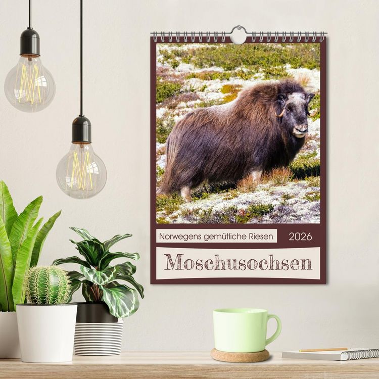 Produktbild: Moschusochsen - Norwegens gem&uuml;tliche Riesen (Wandkalender 2026 DIN A4 hoch), CALVENDO Monatskalender