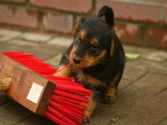 Produktbild: CALVENDO Puzzle Ein Motiv aus dem Kalender Airedale Terrier Welpen | 1000 Teile Lege-Gr&ouml;&szlig;e 64x48cm Foto-Puzzle f&uuml;r gl&uuml;ckliche Stunden