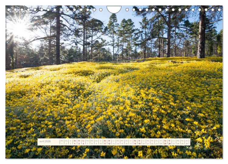 Produktbild: La Magie de T&eacute;n&eacute;riffe (Calendrier mural 2026 DIN A4 vertical), CALVENDO calendrier mensuel