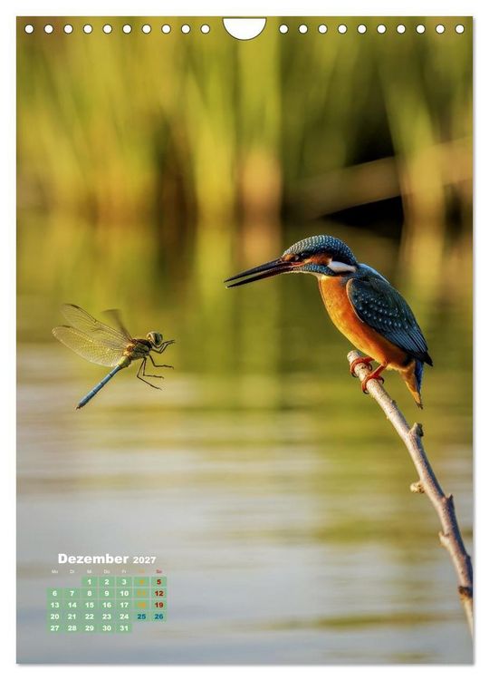 Produktbild: Bunte Eisv&ouml;gel (Wandkalender 2027 DIN A4 hoch), CALVENDO Monatskalender