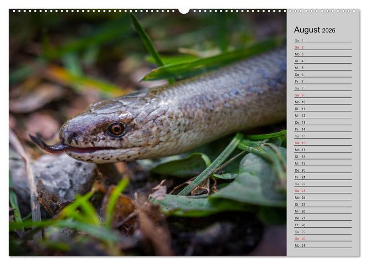 Produktbild: Salamander und Co. (Wandkalender 2026 DIN A2 quer), CALVENDO Monatskalender