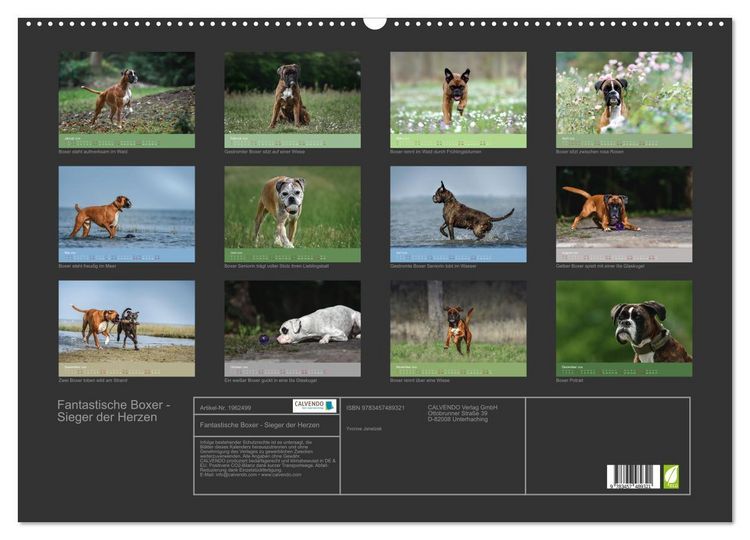Produktbild: Fantastische Boxer - Sieger der Herzen (Wandkalender 2026 DIN A2 quer), CALVENDO Monatskalender