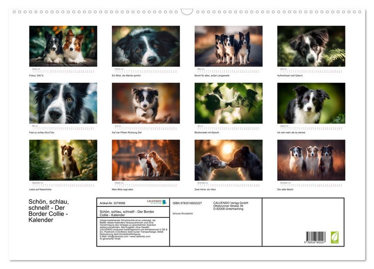 Produktbild: Sch&ouml;n, schlau, schnell! - Der Border Collie - Kalender (Wandkalender 2026 DIN A2 quer), CALVENDO Monatskalender