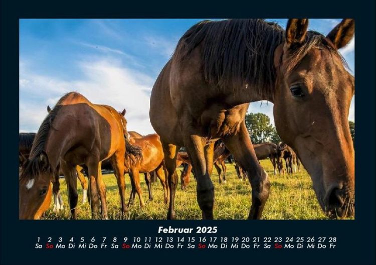 Produktbild: Die Welt der Pferde 2025 Fotokalender DIN A4