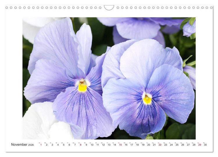 Produktbild: Veilchengew&auml;chse - Stiefm&uuml;tterchen und Hornveilchen (Wandkalender 2026 DIN A3 quer), CALVENDO Monatskalender
