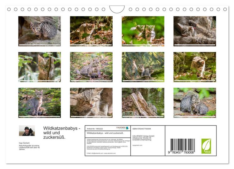 Produktbild: Wildkatzenbabys - wild und zuckers&uuml;&szlig;. (Wandkalender 2026 DIN A4 quer), CALVENDO Monatskalender