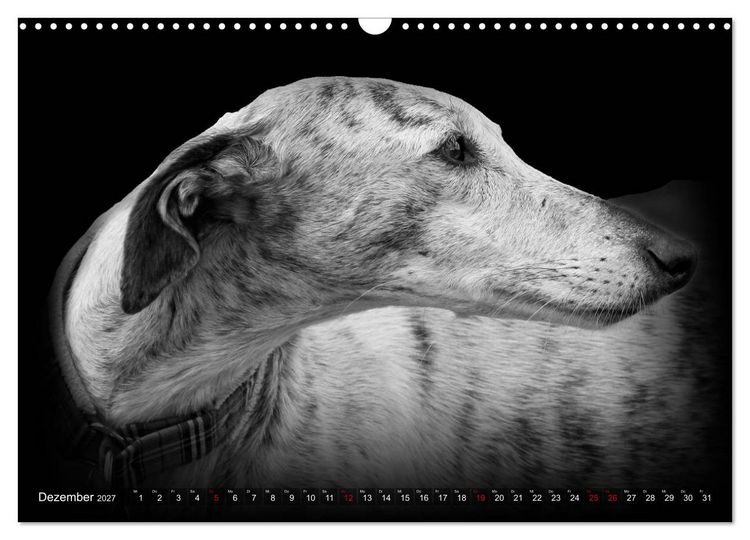 Produktbild: Galgo Espa&ntilde;ol - der spanische Windhund 2027 (Wandkalender 2027 DIN A3 quer), CALVENDO Monatskalender