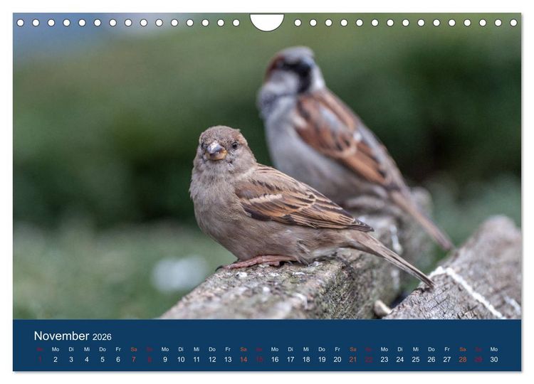 Produktbild: Spatzen-Kalender (Wandkalender 2026 DIN A4 quer), CALVENDO Monatskalender