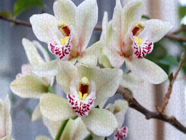 Produktbild: CALVENDO Puzzle Zarte Kahnorchidee, Cymbidium | 1000 Teile Lege-Gr&ouml;&szlig;e 64x48cm Foto-Puzzle f&uuml;r gl&uuml;ckliche Stunden