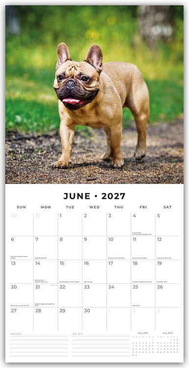 Produktbild: French Bulldogs &ndash; Franz&ouml;sische Bulldoggen 2027 &ndash; 16-Monatskalender