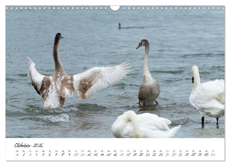 Produktbild: Vom K&uuml;ken zum Schwan (Wandkalender 2026 DIN A3 quer), CALVENDO Monatskalender