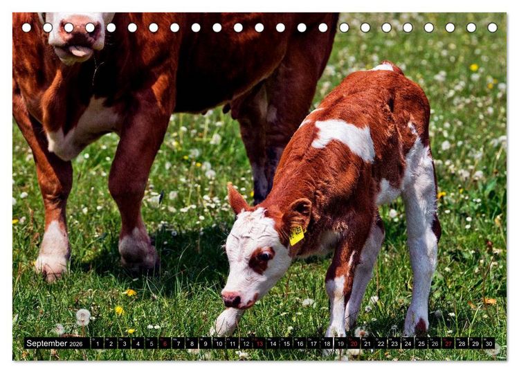 Produktbild: Kuh und Co. (Tischkalender 2026 DIN A5 quer), CALVENDO Monatskalender