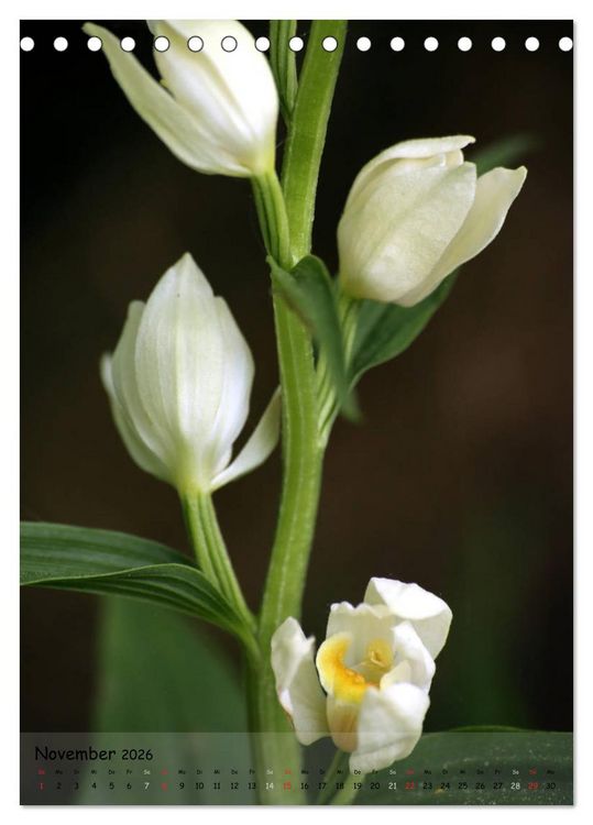 Produktbild: Juwelen der Natur - Ein Orchideensommer (Tischkalender 2026 DIN A5 hoch), CALVENDO Monatskalender