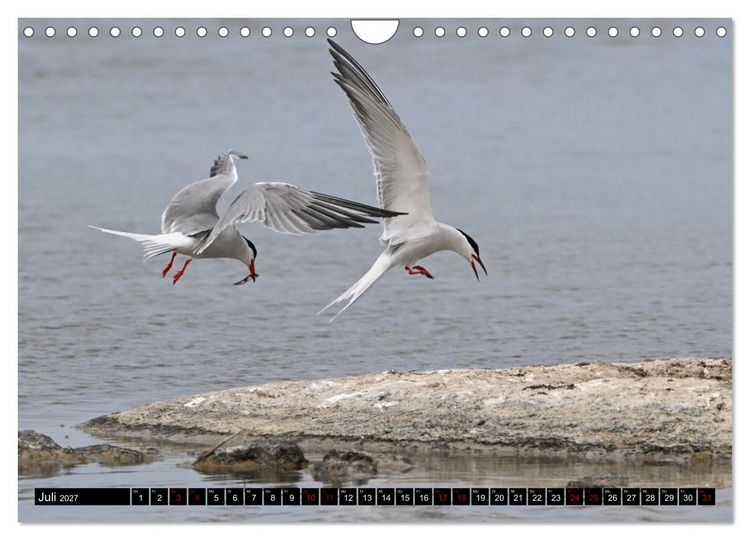 Produktbild: Mallorcas V&ouml;gel (Wandkalender 2027 DIN A4 quer), CALVENDO Monatskalender