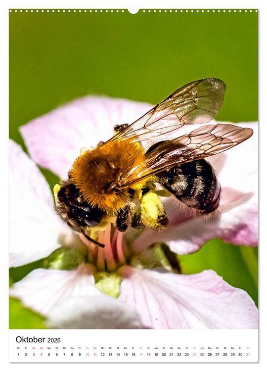 Produktbild: BIENEN - Kleine N&uuml;tzlinge ganz nah (hochwertiger Premium Wandkalender 2026 DIN A2 hoch), Kunstdruck in Hochglanz