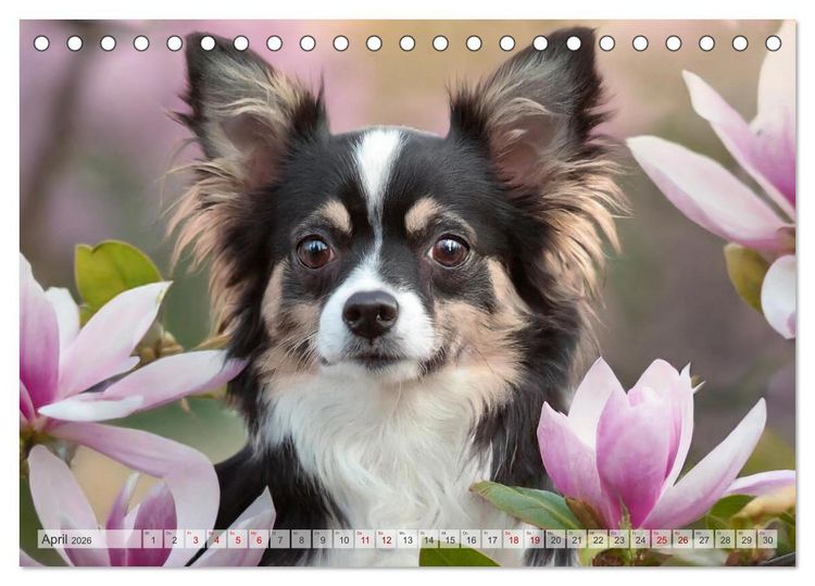 Produktbild: Chihuahuas - Kleine Hunde - gro&szlig;e Temperamentb&uuml;ndel (Tischkalender 2026 DIN A5 quer), CALVENDO Monatskalender