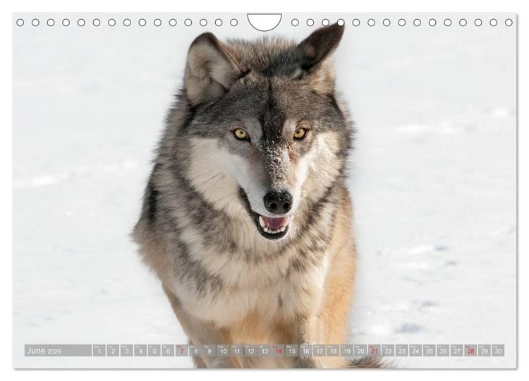 Produktbild: Wolves &bull; Faces of social hunters (Wall Calendar 2026 DIN A4 landscape), CALVENDO 12 Month Wall Calendar