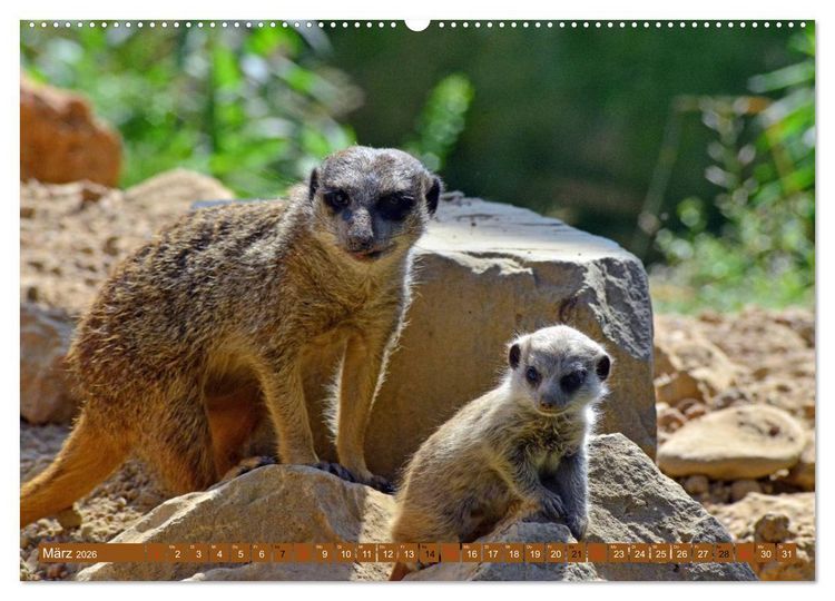 Produktbild: Erdm&auml;nnchens Kinderstube (hochwertiger Premium Wandkalender 2026 DIN A2 quer), Kunstdruck in Hochglanz