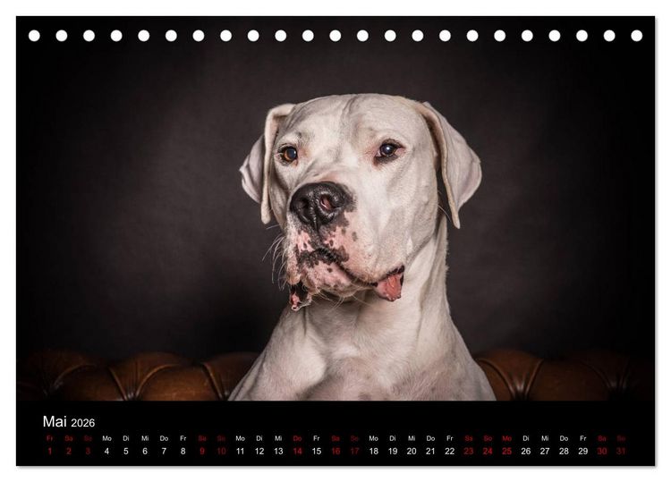 Produktbild: DOGO ARGENTINO (Tischkalender 2026 DIN A5 quer), CALVENDO Monatskalender