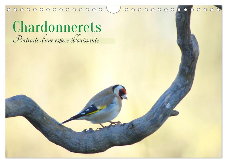 Produktbild: Chardonnerets - Portraits d'une esp&egrave;ce &eacute;blouissante (Calendrier mural 2026 DIN A4 vertical), CALVENDO calendrier mensuel