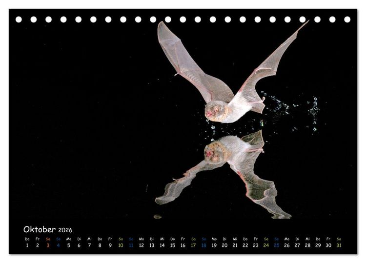 Produktbild: Flederm&auml;use - kleine Vampire (Tischkalender 2026 DIN A5 quer), CALVENDO Monatskalender