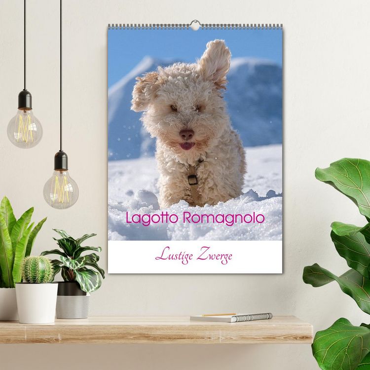 Produktbild: Lagotto Romagnolo - Lustige Zwerge (Wandkalender 2026 DIN A2 hoch), CALVENDO Monatskalender