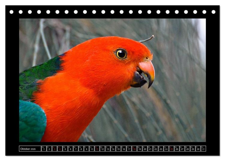 Produktbild: Australia Wildlife (Tischkalender 2026 DIN A5 quer), CALVENDO Monatskalender
