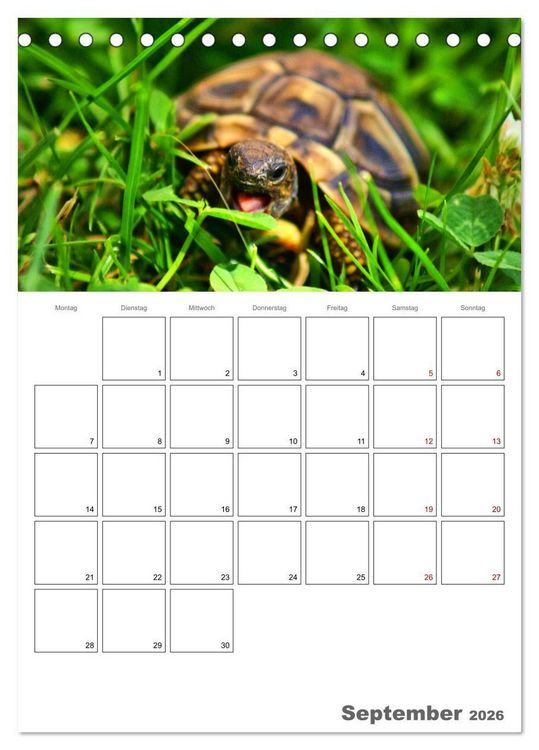 Produktbild: Langsame Schildkr&ouml;ten (Tischkalender 2026 DIN A5 hoch), CALVENDO Monatskalender