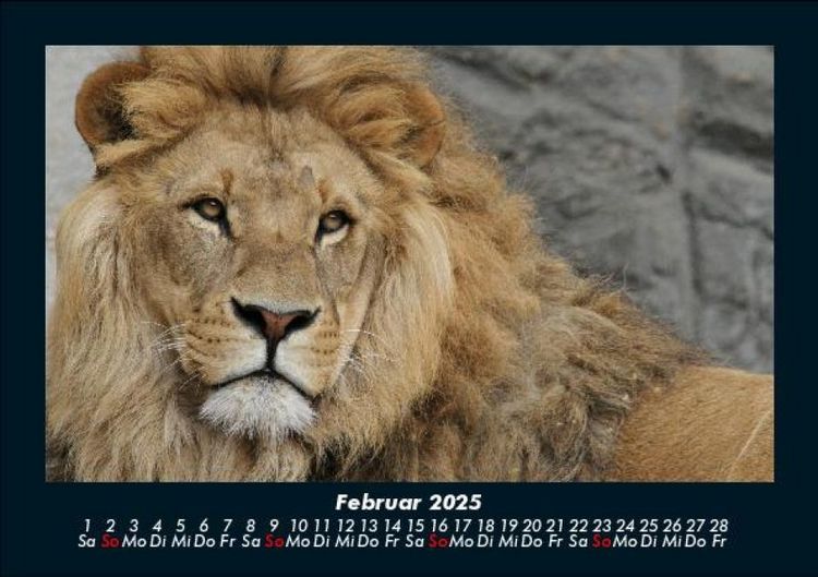 Produktbild: L&ouml;wen in der Wildnis 2025 Fotokalender DIN A5
