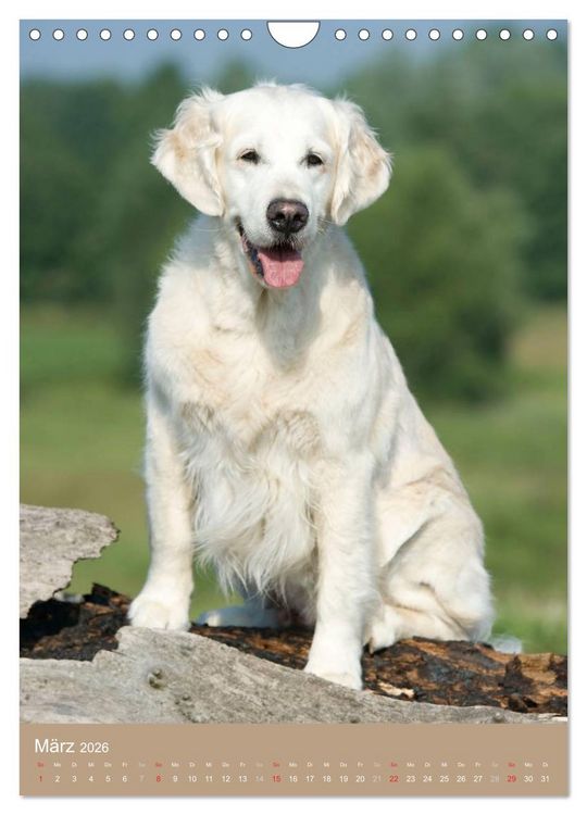 Produktbild: Golden Retriever (Wandkalender 2026 DIN A4 hoch), CALVENDO Monatskalender