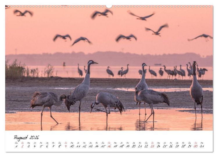 Produktbild: Kraniche am Schlafplatz - im Naturparadies der Mecklenburgischen Seenplatte (Wandkalender 2026 DIN A2 quer), CALVENDO Monatskalender
