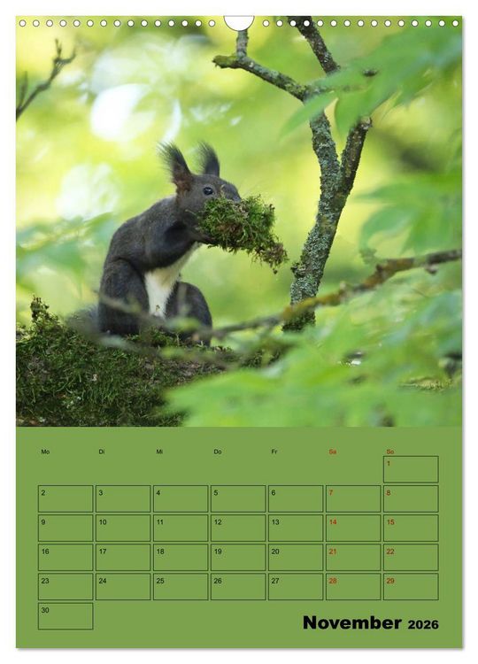 Produktbild: Eichh&ouml;rnchen - Planer (Wandkalender 2026 DIN A3 hoch), CALVENDO Monatskalender