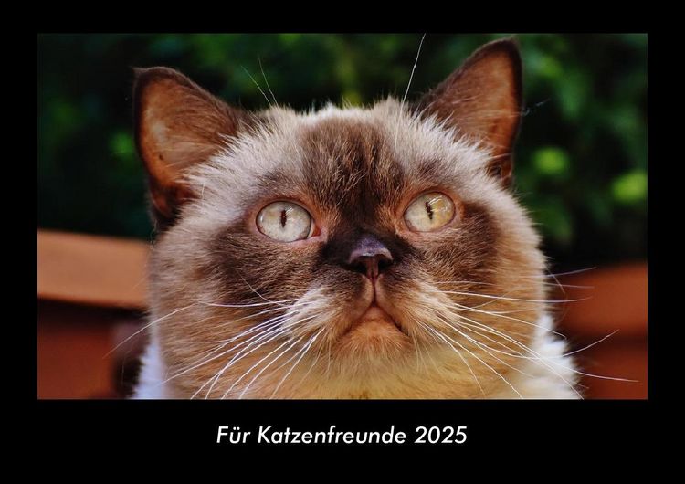Produktbild: F&uuml;r Katzenfreunde 2025 Fotokalender DIN A3